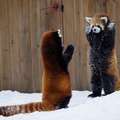 小貓熊「舉手投降」照片萌翻一堆網友！但其實是想要「把你嚇跑」