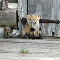 27張會讓你發現狐狸比狗狗還要可愛的「超萌小狐狸寶寶」照片。