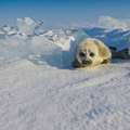 極地攝影師等待三年終於遇到「好奇的小海豹靠近」 當它...大家都雙眼冒愛心了！