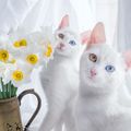擁有『異色瞳』的雙胞胎貓咪姐妹花，這才是真正會勾魂的美麗雙眼！