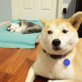 貓咪就是『愛搶床』，狗狗一臉無辜的樣子惹人疼！