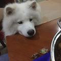狗狗看著桌上的食物一點點被吃光，狗生瞬間沒愛了....