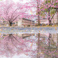 日本奈良雨後櫻花 恍如隔世