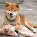 這隻橘色日本柴犬可還行？簡直是個「表情帝」，鏡頭感太強了吧？