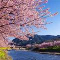 遠離人潮，去日本九州花見、泡湯、賞味，看櫻花漫天 !