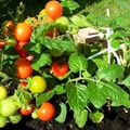 盆栽番茄想要多結果，那注意這3點小竅門，一定有一個不錯的收成。