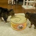 貓咪發現主人新買的巨大貓罐頭後 好奇的鑽進去​​ 沒想到下一瞬間竟…