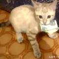 自從家裡有了一隻財迷貓咪，錢包就總是莫名變輕