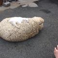 咩咩背著羊娃娃？超萌小羊累了直接睡在綿羊身上！