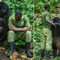 暖心！大猩猩模仿飼養員鬱悶表情逗其開心！
