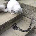 貓咪圍觀毒蛇打架不嫌事兒大，動物都喜歡看熱鬧？