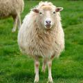 超搞笑綿羊把自己當成一條狗！換了哈士奇，他把自己當羊了！