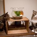 兩隻貓咪看到魚缸的反應，主人：別看了，滿足你的願望