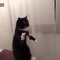 奶牛貓在衛生間玩耍，突然站在浴盆上手舞足蹈，真實原因令人笑翻XD