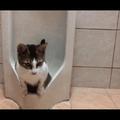 貓每天觀察主人上廁所，自己也學會在便池方便了，要成精的節奏！