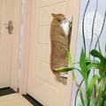 剛關門就發現忘帶鑰匙了，正著急時，家裡的貓把門打開了