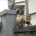貓咪站在鋪滿釘子的圍牆上，網友剛想去救它，卻發現這事不太對~