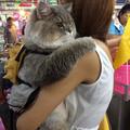 泰國網紅貓擁有數萬粉絲，每次出門都被圍觀合影