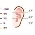 耳朵為五官之首，哪幾種耳朵的人天生聰慧有福氣呢？