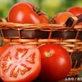 西紅柿既是水果又是蔬菜，經常吃有什麼好處？