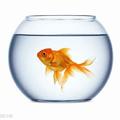心理測試：4隻金魚，哪只最想蹦出魚缸？測試你的婚姻滿意程度