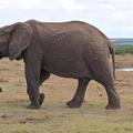 心理測試：哪頭大象最重？測你兩年內會有什麼幸運降臨？