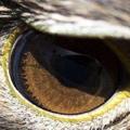 心理測試：四隻眼睛，哪隻眼睛是鷹眼呢？測你十年後的社會地位有多高！