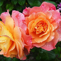心理測試：四朵玫瑰選一朵，測出你性格中最大的優點？