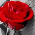 4朵玫瑰，哪朵盛開時間長？測你和他的愛能持續多久？