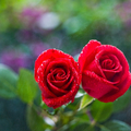 心理測試：選一對玫瑰花，測今生會有多少男人走進你心裡？
