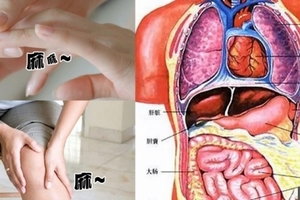 手臂經常麻、小腿容易抽筋？那是你的內臟在求救！