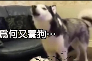 主人帶回新狗，哈士奇怕自己失寵竟開始哭個不停..