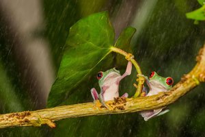 14個動物撐傘的天然完美瞬間，看完後就算討厭雨天的人也會每天(ღˇ◡ˇ)♡！