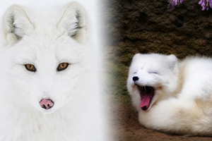 七種世上最美麗的狐狸品種，以前我只知道白狐，原來還有比牠更美的！