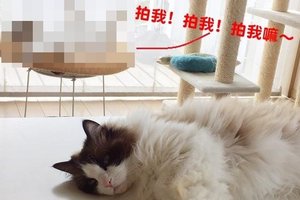 本來只想把喵星人的懶樣子拍下來，沒想到後面的亂入才是超級療癒的主角…