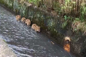 4隻野豬發現有人類在偷拍後...超萌的爆笑反應讓人笑翻了！