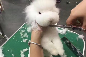 腦洞超大的寵物設計師給兔子剃毛，最後竟「變身小綿羊」的超狂成果讓網友一秒噴笑！