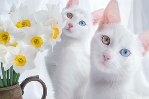 擁有『異色瞳』的雙胞胎貓咪姐妹花，這才是真正會勾魂的美麗雙眼！