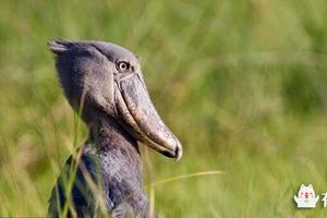 連鱷魚都吃的怪鳥獲救以後，性格變的如此溫順