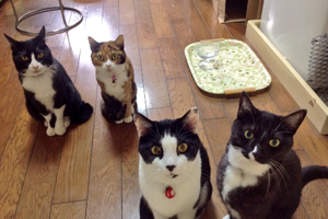 最近在等放飯時，這四隻貓就會出現這個無法預期的畫面…