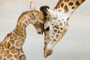 動物攝影作品分享：誰說動物不懂親情？