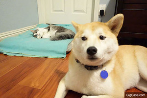 貓咪就是『愛搶床』，狗狗一臉無辜的樣子惹人疼！