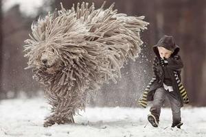 長得和拖把超像的狗狗在雪地奔跑，它和小主人玩樂的畫面療愈人心 !