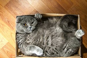 15隻覺得「這個箱子超剛好」不要你管的貓皇。#15「只有貓掌進去」太超過啦！