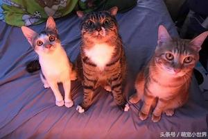 主人偷吃被三隻貓聞香而來，坐床上怒瞪表情超有戲：確定自己吃？