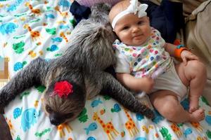 5個月大嬰兒與一隻萌樹懶的日常生活，畫滿太溫馨 !