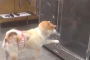 人手不夠本汪自己開門！柴犬進烘毛箱燦笑：要變帥啦！