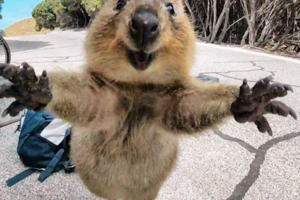 求抱抱 ! 澳洲短尾矮袋鼠跳相機前甜笑擺姿勢 !