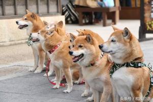 伊勢神宮可愛柴犬大集合，你知道暖心的「祈福犬」由來嗎？