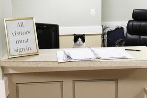 流浪貓偷溜進療養院 然後就決定留下來上班